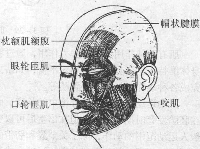 二、頭肌